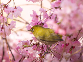 桜とメジロ