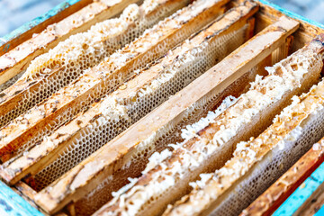 Honeycomb wooden frames with honey. 