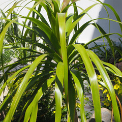 Fototapeta premium Giardino