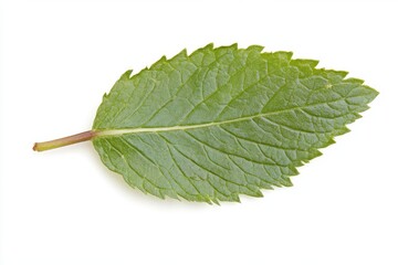 Fototapeta premium A single mint leaf on white isolated on white background