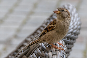 Eurasian tree sparrow Passer montanus Close-Up