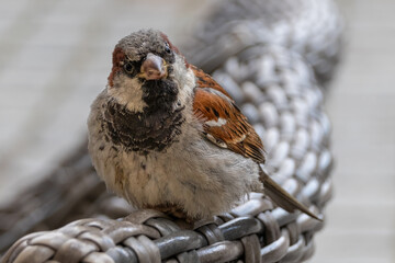 Eurasian tree sparrow Passer montanus Close-Up