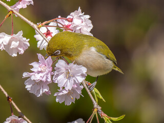 桜とメジロ