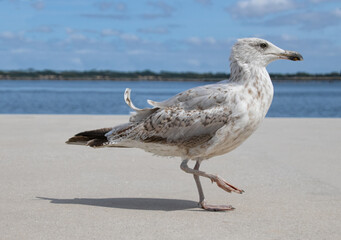 Generated imageEuropean herring gull Larus argentatus large gull