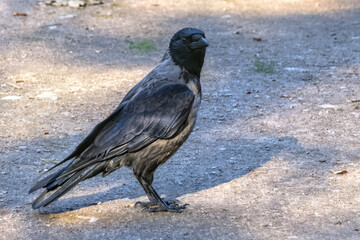 Рooded crow Corvus cornix scald-crow hoodie bird