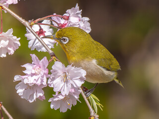 桜とメジロ