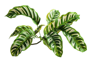 A vibrant plant with textured, green and white leaves, artfully depicted against a transparent background, creating visual interest