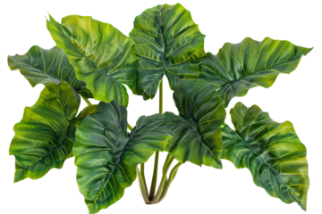 Lush green leaves, large and textured, a vibrant plant. Sunlight enhances