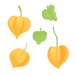 Physalis. Peruvian groundcherry. Flat vector, clipart illustration isolated on white background.