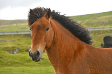 Obraz premium Icelandic Horse On A Summer Meadow