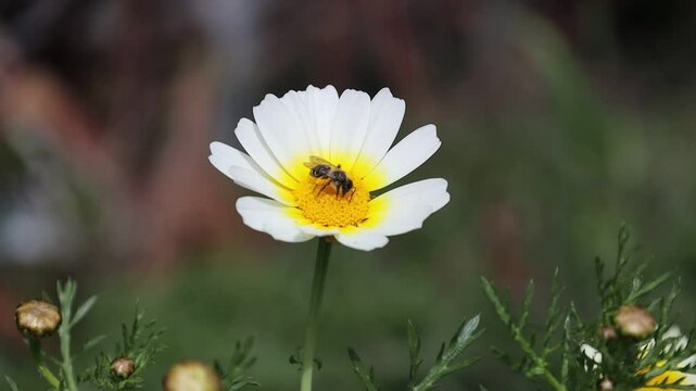 fauna e flora