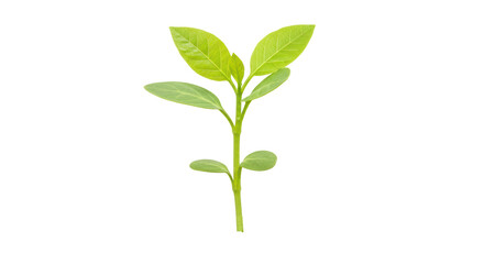 Isolated Green Seedling