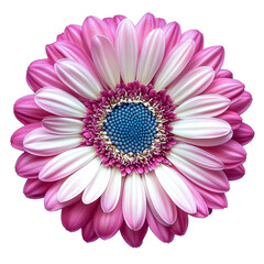 pink gerbera daisy flower close-up