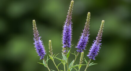 Obraz premium Purple Flower Spikes Blooming in Garden