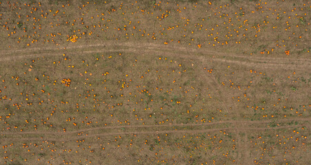 Drone shot with a field of ripe pumpkins in Stuttgart, Germany
