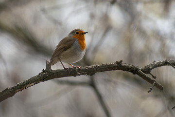 robin on a branch
