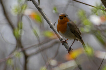 robin on a branch