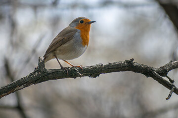 robin on a branch