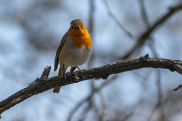 robin on branch