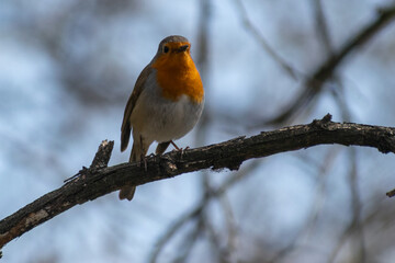 robin on a branch