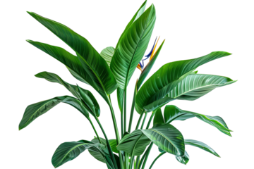 Striking bird of paradise plant featuring vibrant blooms and lush green foliage set against a deep transparent background