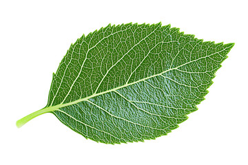 Obraz premium A vivid green leaf with intricate vein patterns against a stark transparent background, showcasing nature's delicate details