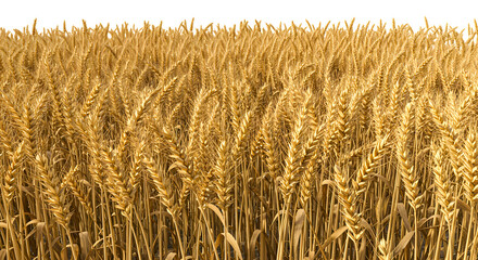 Golden wheat field under blue cloudy sky