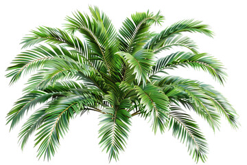 Palm fronds spread widely on a transparent backdrop. Vivid greens and detailed textures create a lush, tropical feel