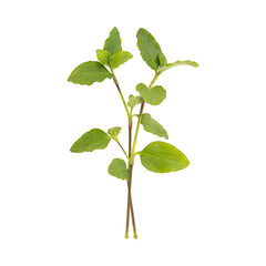 Fresh green wild benghal dayflower leaves branch isolated on transparent background