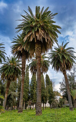 Obraz premium Phoenix canariensis the Canary Island date palm