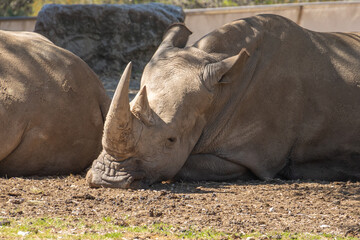 Obraz premium plusieurs rhinocéros dans un parc 
