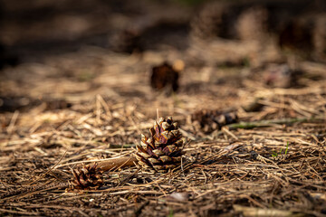 A pinecone on a woodland floor, with a shallow depth of field