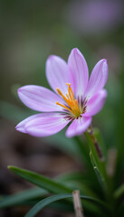 Fototapeta premium Close-up of a pink blooming flower with yellow stamens surrounded by green foliage with copy space