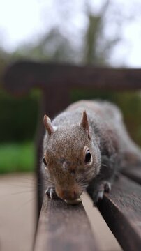 Close up of a gray squirrel perched on a wooden bench in a London park, nibbling on food with subtle head and body movements. Blurred greenery in the background.