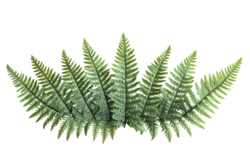 Lush ferns extend in symmetrical design transparent background, displaying detailed, green fronds and natural textures