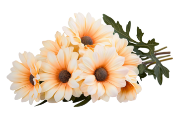 Peach and yellow daisies gathered with green leaves on a transparent background. Light hues make the petals look soft and beautiful