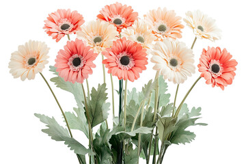 Charming gerbera bouquet featuring pink, peach, and cream flowers with green leaves against a transparent background. Spring beauty