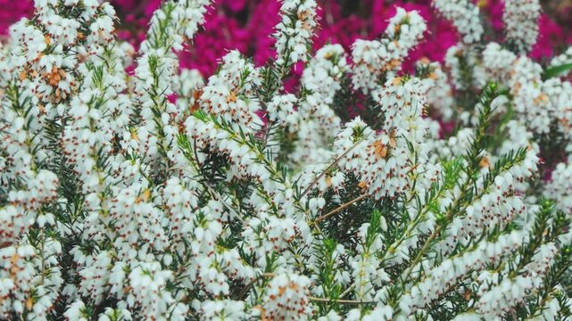 White heather Calluna vulgaris flowers in full bloom with magenta heather in background. Close-up of delicate bell-shaped blossoms creating natural contrast in garden.