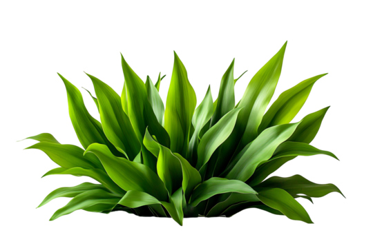 Lush, vibrant green plant against a transparent background, with glossy leaves reaching upwards, creating a natural focal point