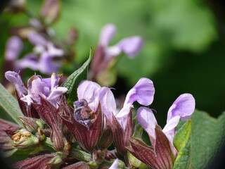 Natura