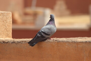 Rock Dove Close Up