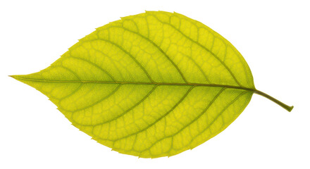 Isolated green leaf