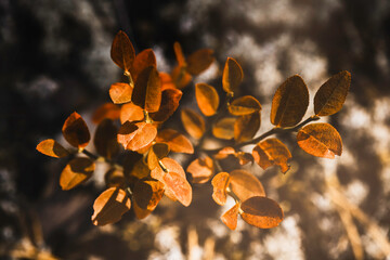 Closeup is blueberry bush on autumn evening. Topic nature and natural freshness.