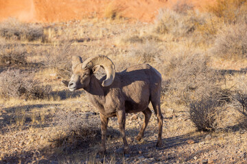 Desert Bighorn Sheep Ram in the Nevada Desert in Winter