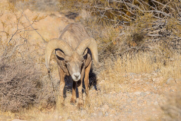 Desert Bighorn Sheep Ram in the Nevada Desert in Winter