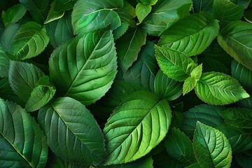 Lush green foliage with intricate leaf patterns creates a vibrant natural texture