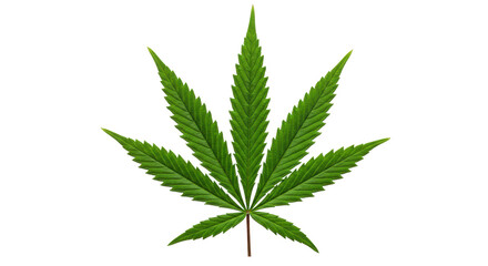 Isolated Marijuana Leaf