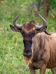 Blue wildebeest (Connochaetes taurinus) in the Ngorongoro Crater.