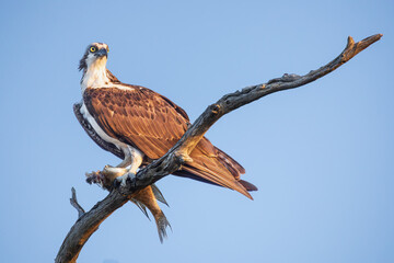 Osprey with fish  at Blue Cypress Lake in Florida. In the Spring, hundreds of pairs of Osprey come here to mate, nest and raise their chicks.,