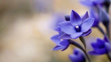 Delicate Purple Flower Blooming in Soft Focus with Subtle Background Highlights and Elegance
